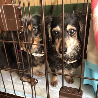 2匹一緒に♪チワックスのうめちゃんさくらちゃん♪