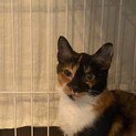 幸せのキャンドルテールを持つ三毛猫ララ