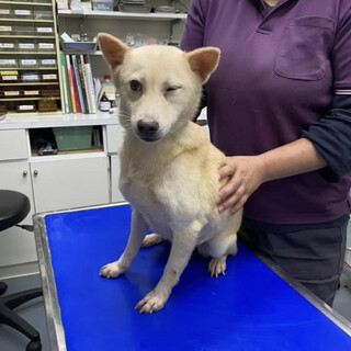 里親様決定しました‼️ありがとうございました