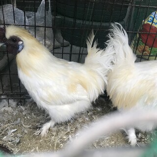 烏骨鶏の里親募集　2羽