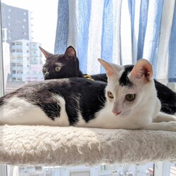 「元気でね、のりごま☆」サムネイル1