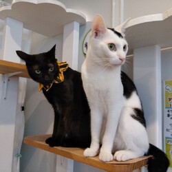 「元気でね、のりごま☆」サムネイル2