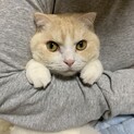 スコティッシュのクリーム　里親募集
