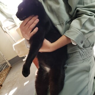 とても懐っこい『黒の男の子』推定3才