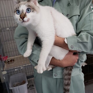 人大好き『シャムmixの男の子』推定2才