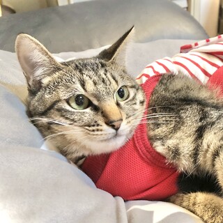 【キジトラ】チョコちゃん【４月生まれ】