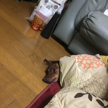 冬はおこたが一番
