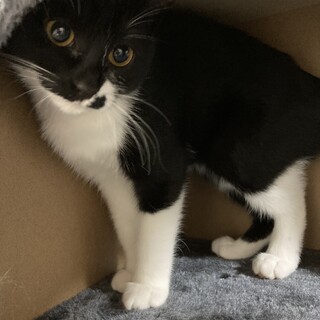 夏生まれのやんちゃ猫さん