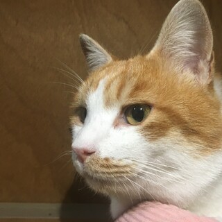 【譲渡決定】人も猫も大好き！おっとり茶白