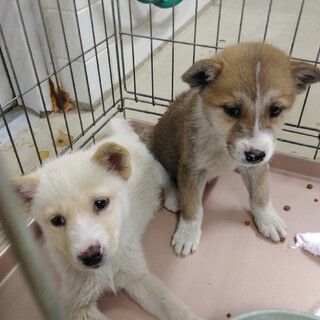 わんちゃんの里親さん募集【東京都周辺在住の方】
