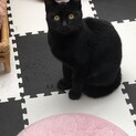 黒猫 生後約半年の女の子
