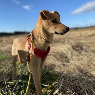 《交渉中》雑種の女の子【アンジュ】4ヶ月