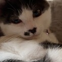 鼻がハート「こむぎ」