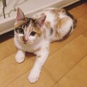 一旦停止唯一無二の柄！三毛猫の未来ちゃん