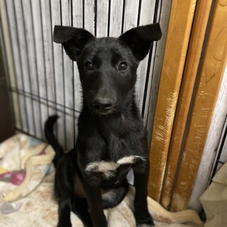 《トライアル中》雑種の女の子【ポルテ】4ヶ月