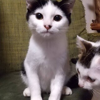 ◎おちょやん似の兄弟！