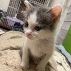 3匹目のちびにゃん！