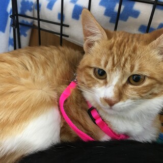 里親決定。癒し系茶白のふゆひこ君