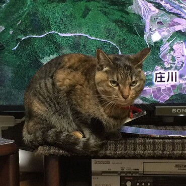 あざみ姉さんに元気玉送るね！ 桃は天に移して元気になったよ〜