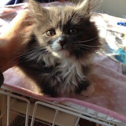 ままちゃんの子供