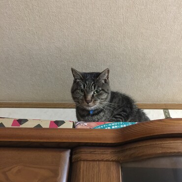 あざみ姉さんp(^_^)q食器棚の上でクシャミはしないでね！って言われた(^^;;