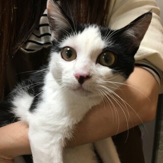 里親決定。流し前髪のあきこちゃん