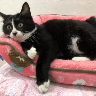 見学歓迎　ハチワレソックス　こはくくん