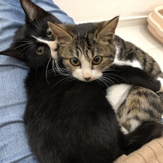 見学歓迎　凛ちゃん