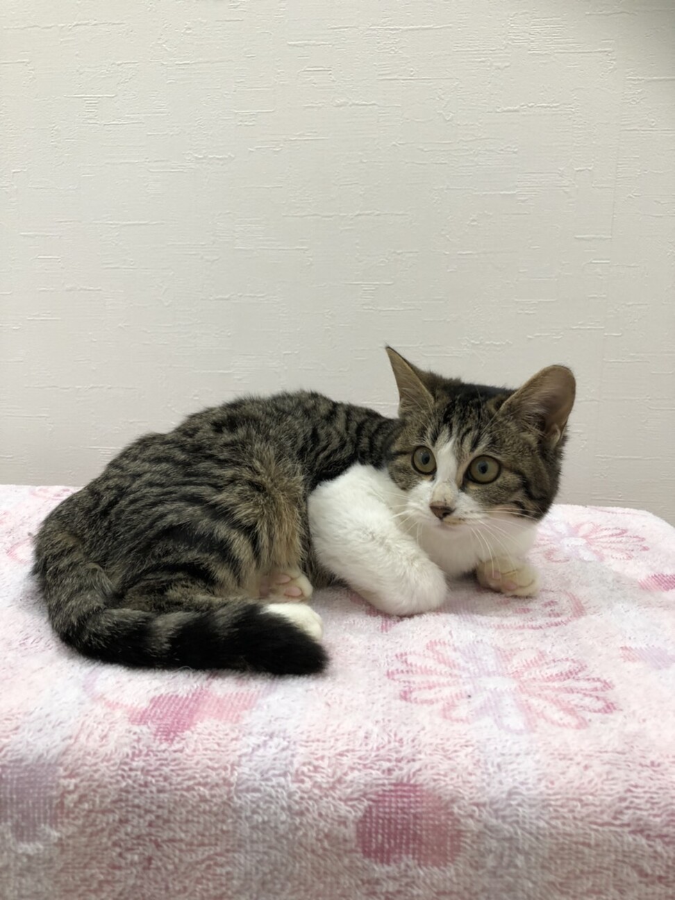 見学歓迎　凛ちゃん サムネイル2