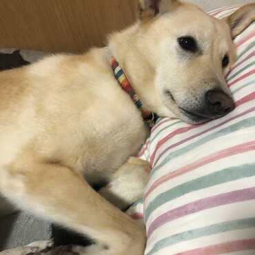 枕を上手に使います♡