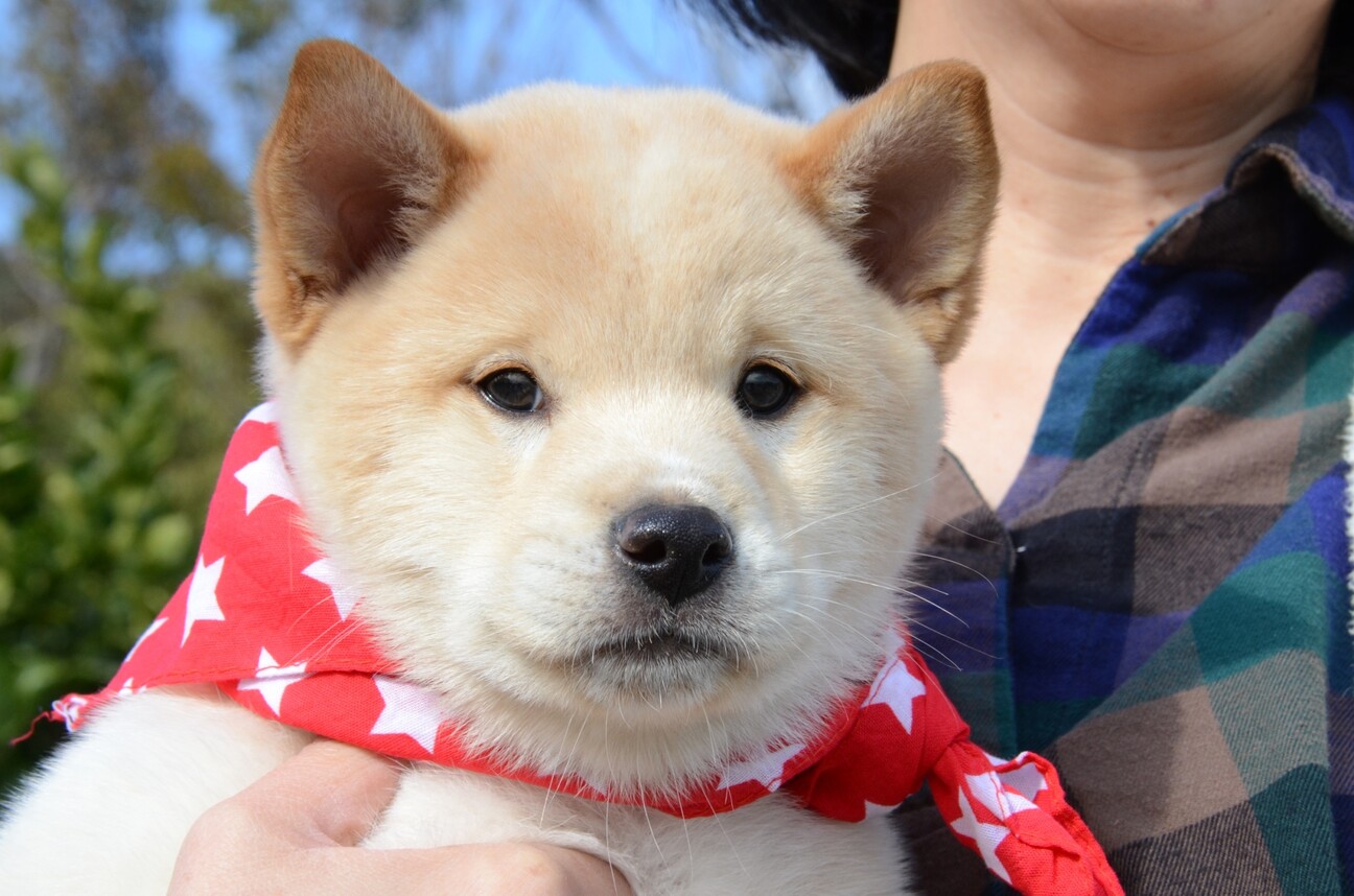秋田 紀州犬風でっかくな 香川県 犬の里親募集 3453 ペットのおうち 月間利用者150万人