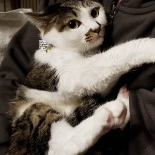 少しビビり でも撫でてほしい☆チビちゃん