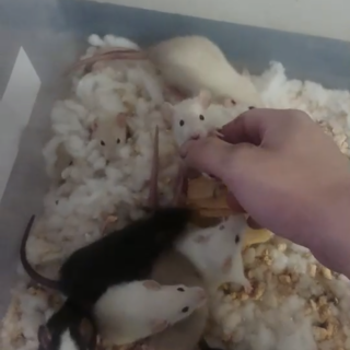 ファンシーラット 10匹