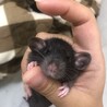 ファンシーラット 10匹 サムネイル2