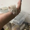 ファンシーラット 10匹 サムネイル3
