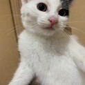 募集一時停止！ビビリな美人！粉雪ちゃん
