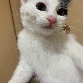 募集一時停止！ビビリな美人！粉雪ちゃん