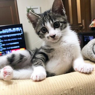 性格の優しい白キジくんです
