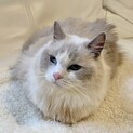 応募多数のため一旦停止いたします