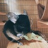 葉っぱ大好き！
