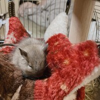 ラテ