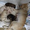 乳飲み子親子で捕獲されました。 サムネイル4