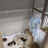 乳飲み子親子で捕獲されました。 サムネイル6