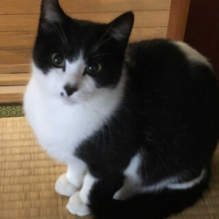 人馴れ抜群！イケメンの黒白君の家族になってください