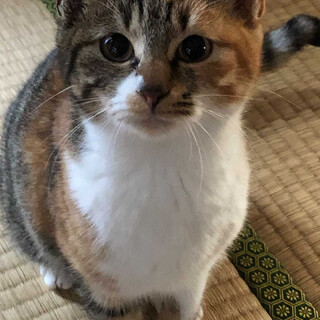 人馴れ訓練頑張り中！可愛いシマミケさんです！