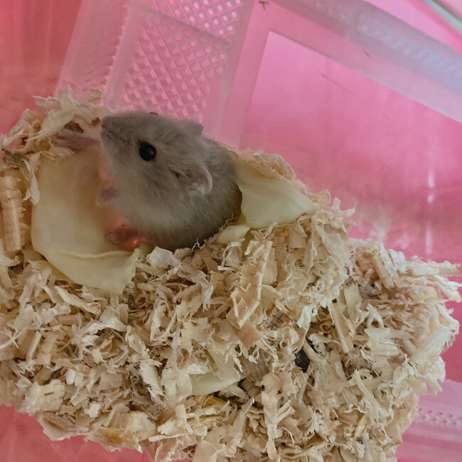 甘のカバー写真
