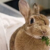 保護うさぎ メルモちゃん（かくれんぼーず） サムネイル6
