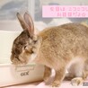 保護うさぎ メルモちゃん（かくれんぼーず） サムネイル7