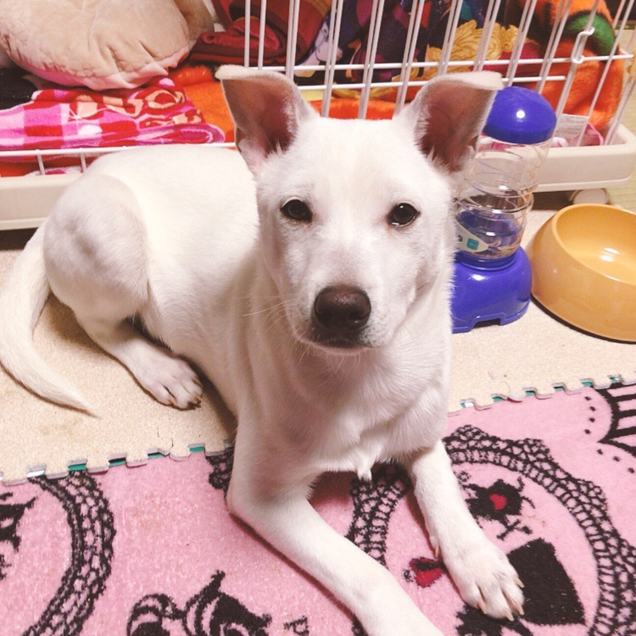 白いわんちゃんの里親募集 群馬県 犬の里親募集 ペットのおうち 月間利用者150万人