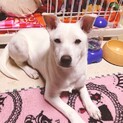 白いわんちゃんの里親募集